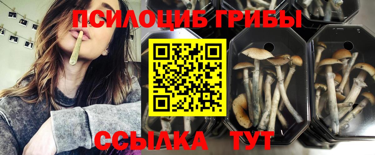 Псилоцибиновые грибы мицелий  Псилоцибиновые грибы прущие грибы  Элиста  Вход с VPN 