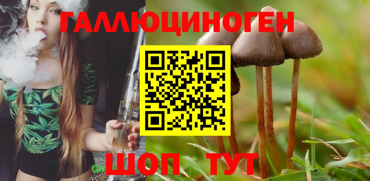 Псилоцибиновые грибы Cubensis Элиста